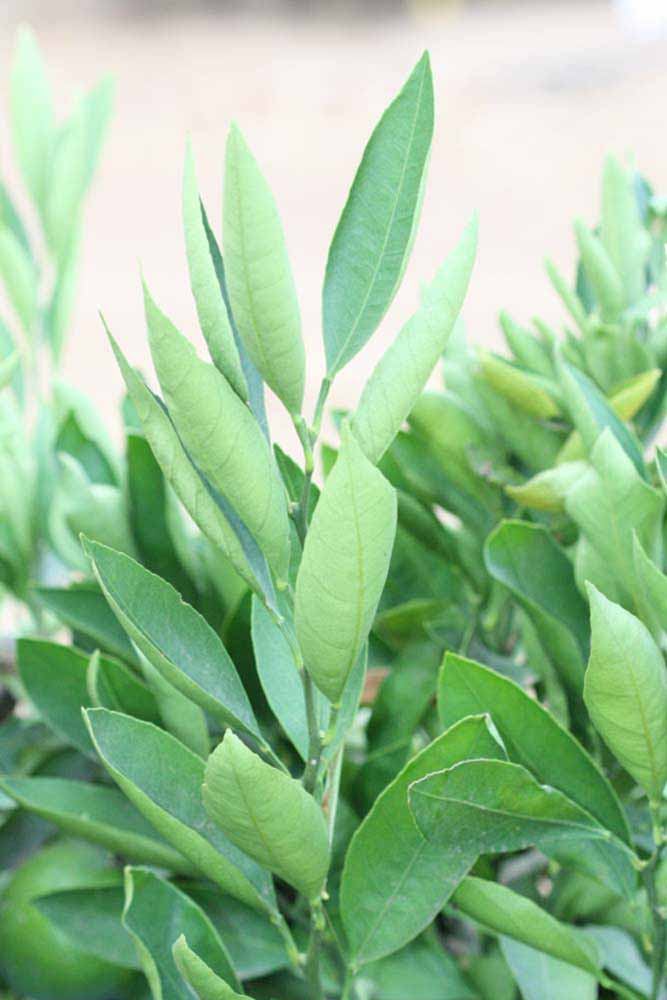              Sun leaves (Riverside, CA)       